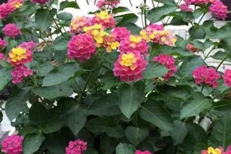 五色梅叶子干枯全掉了