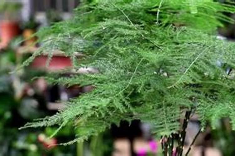 火棘干叶怎么办？