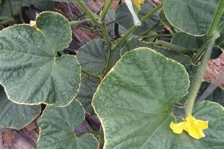 盆栽秋葵怎么做 盆秋葵种植时间和方法