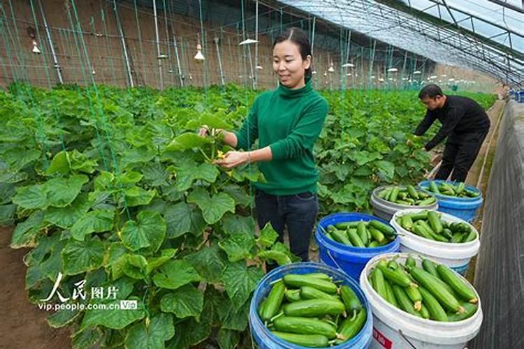 水稻喷施磷酸二氢钾几遍最好？