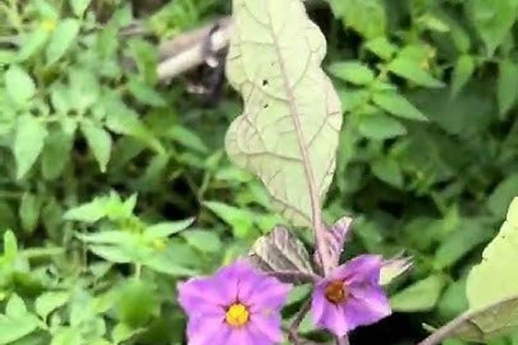 辣椒茄子坐果期怎么追肥