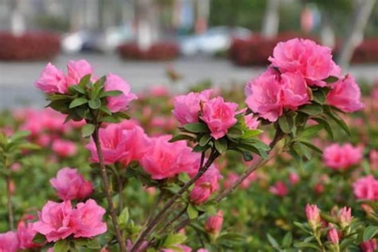 三角梅是什么时候开花？