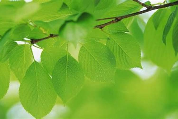 阳芋花期能喷叶面肥吗,会不会落花？