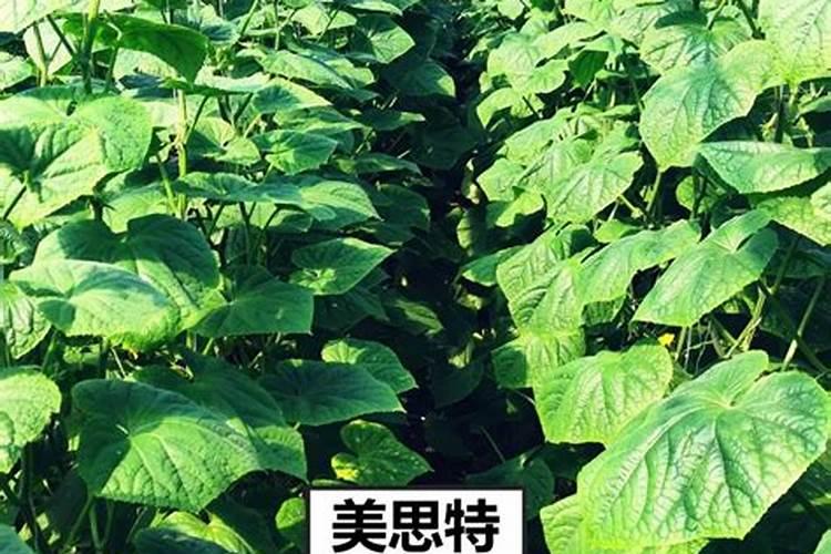 硅肥在大棚葡萄上什么时间用最好？