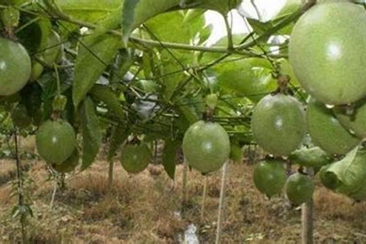 百香果什么时候种植(百香果苗种植时间和方法)