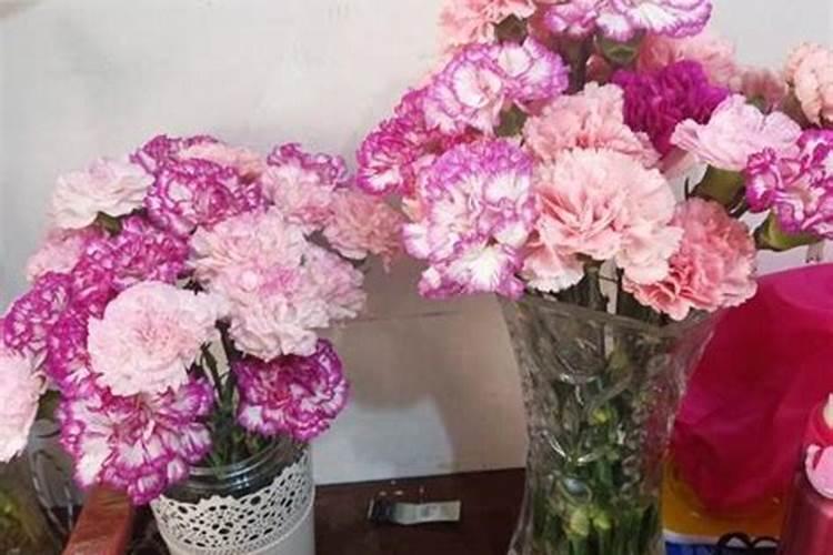 怎样才能养活菊花？