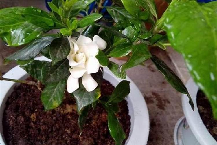 栀子花的养殖方法