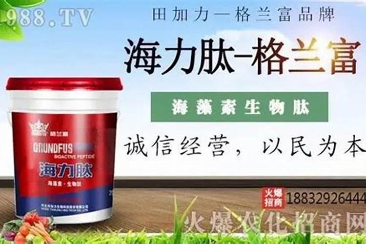 辣椒秧苗可以使用粒粒硼肥吗视频？