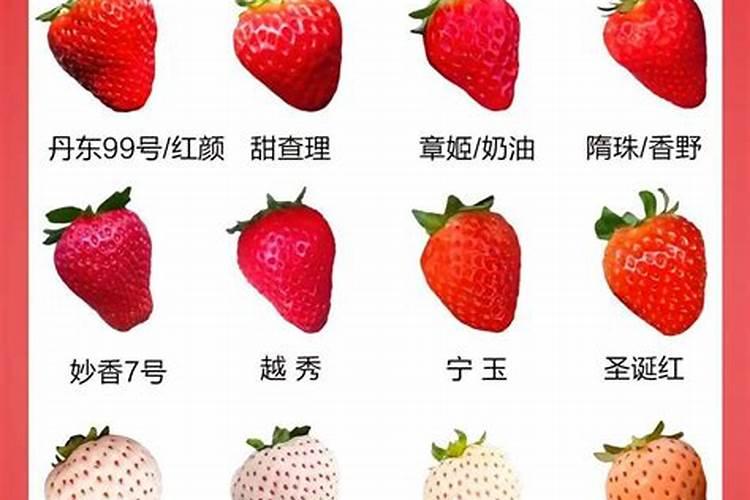 草莓施肥时间和方法