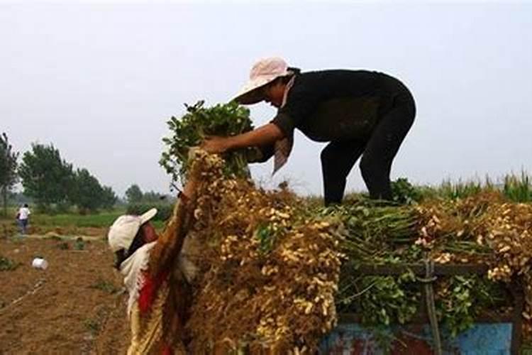 种麦茬花生用什么化肥