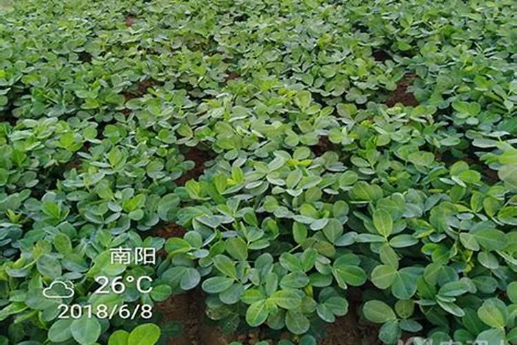 麦茬花生怎样追肥？