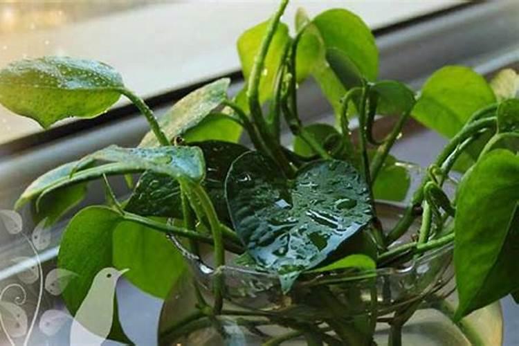 红梅老桩多久能发芽？