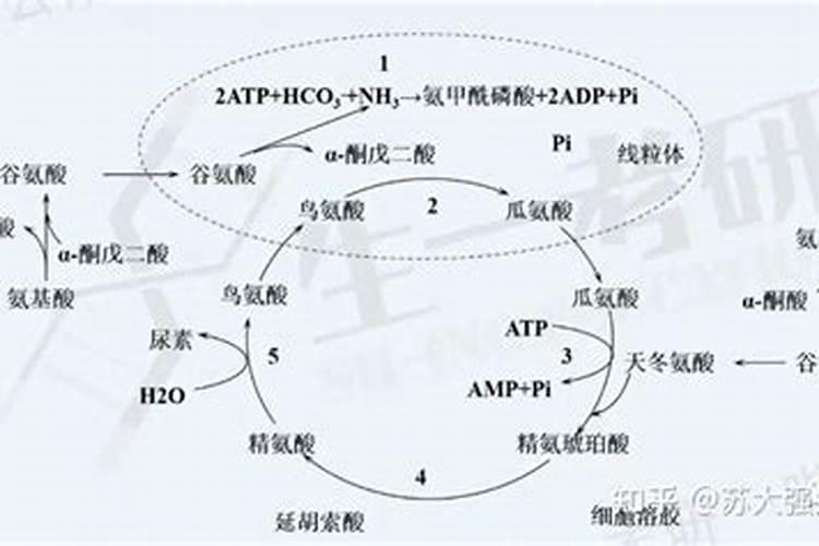 化肥,尿素,二安这三个是一种东西吗'
