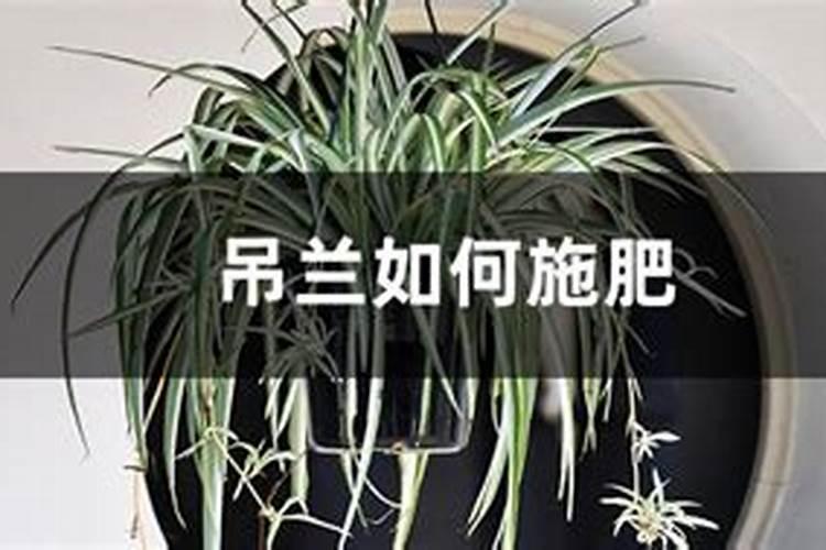 牡丹吊兰施什么肥好