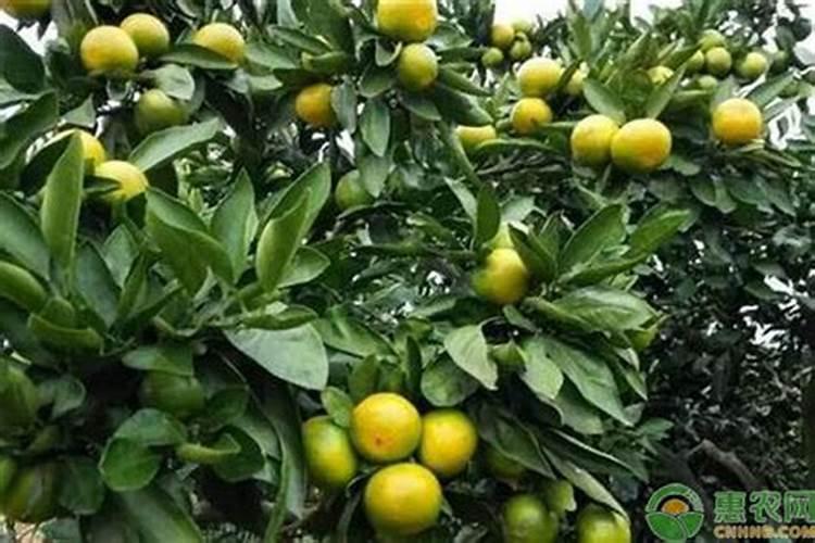 枣树的防病虫害多功能肥料配方有哪些物质？