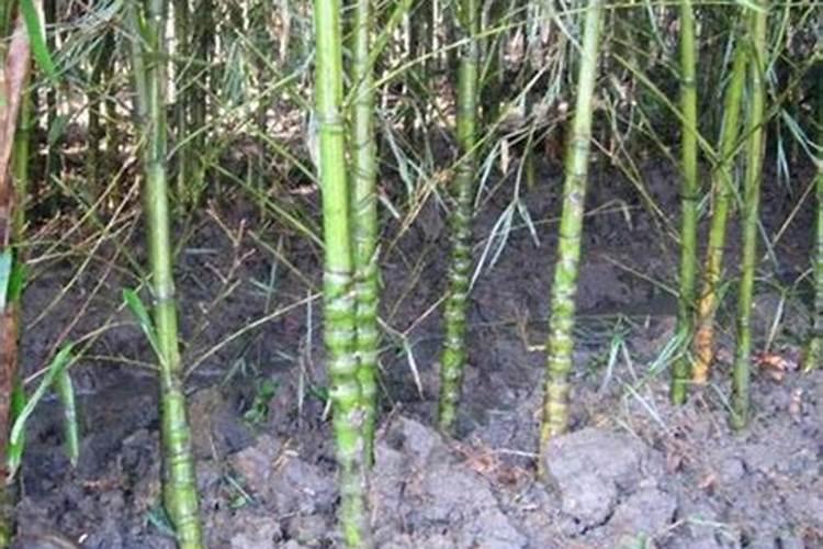 芸苔素的作用和使用方法