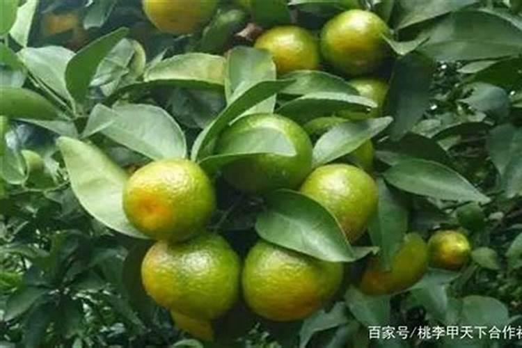 核桃树打什么药长得好又高产