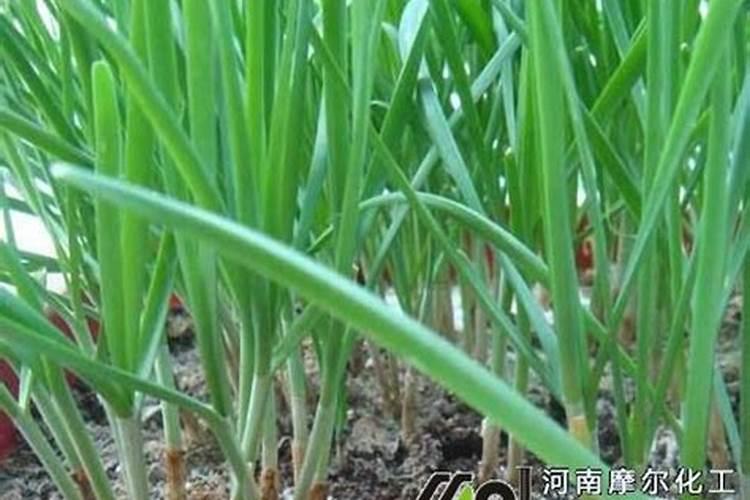 有韭菜花苗吗？