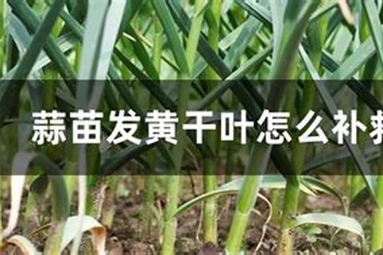 果树用硫酸钾与氯化钾哪个好