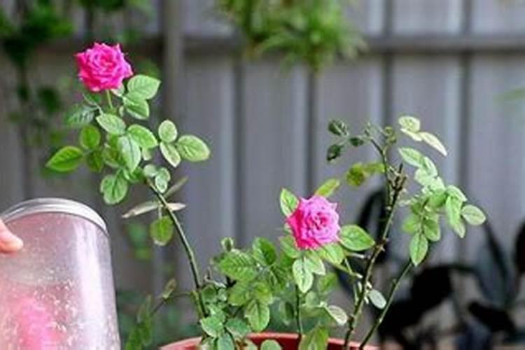 月季花夏季施什么肥好