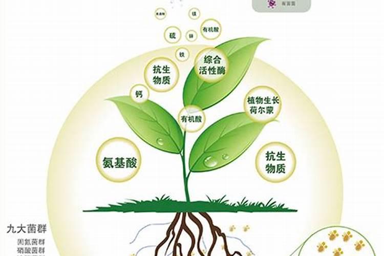 丙溴磷能杀什么虫