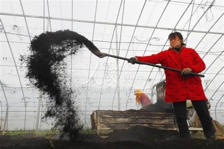 喋血孤岛黑哥爱青姐吗