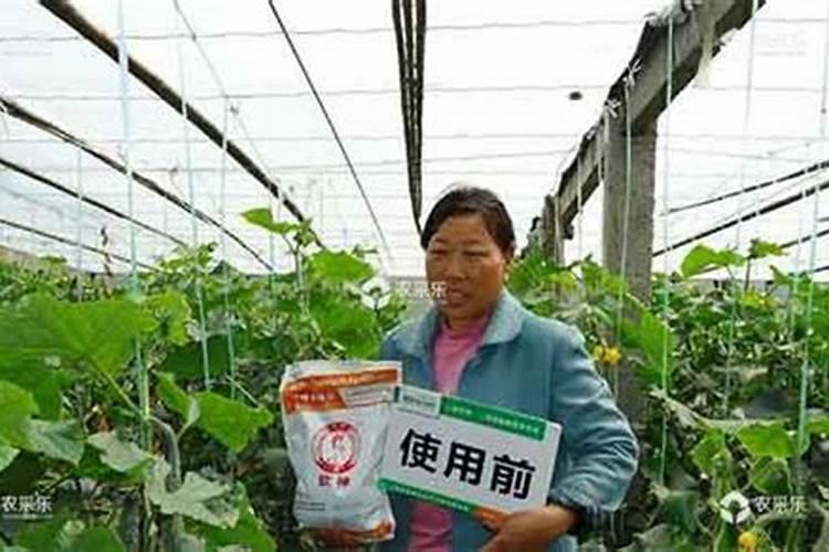 葡萄越夏如何施肥
