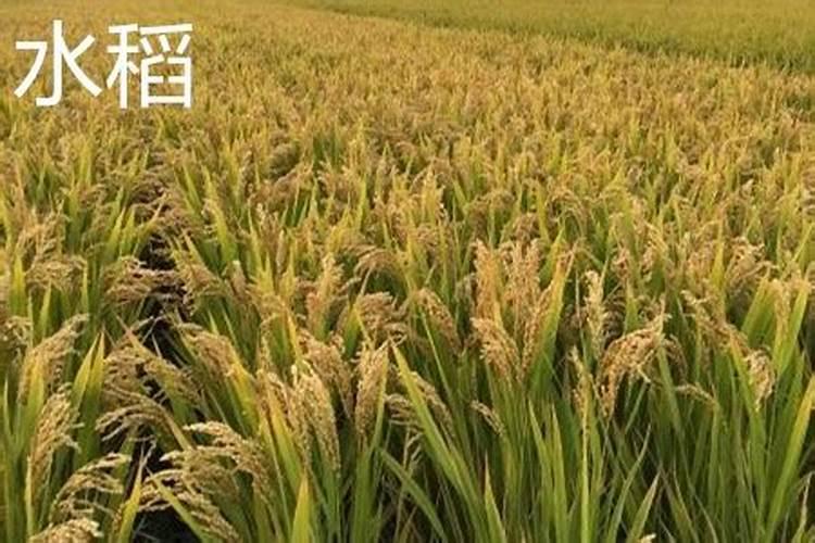 请问一下小麦用叶面肥好处哪些