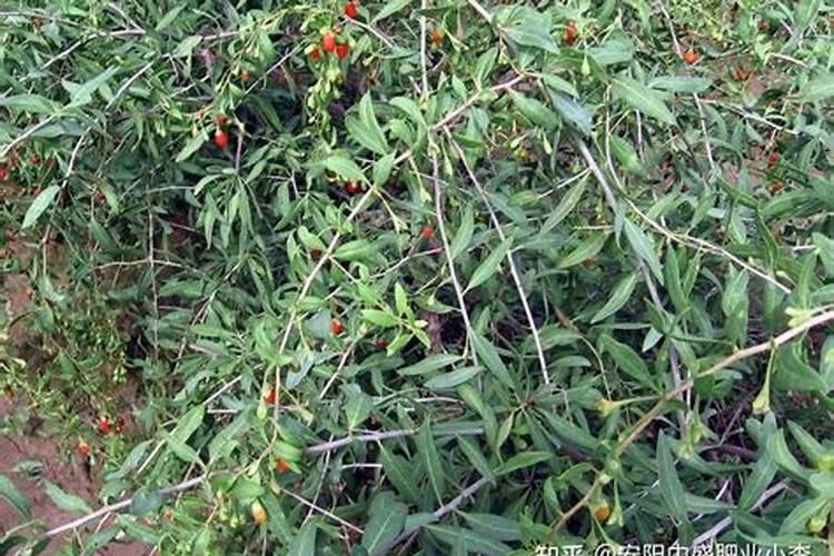 葫芦需要什么肥料 叶面肥使用最佳时间