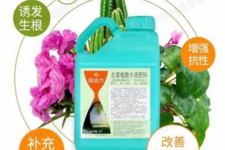 长寿花为什么不开花只长叶子？