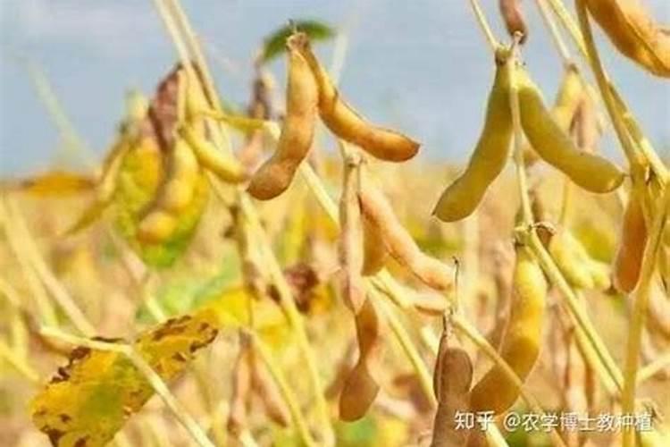 种生姜需要什么肥料
