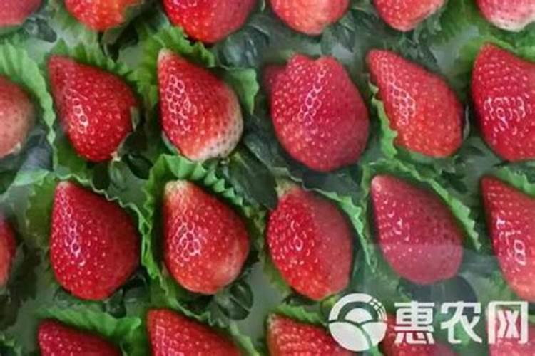 四季花草莓种植前景如何？市场价格是多少？