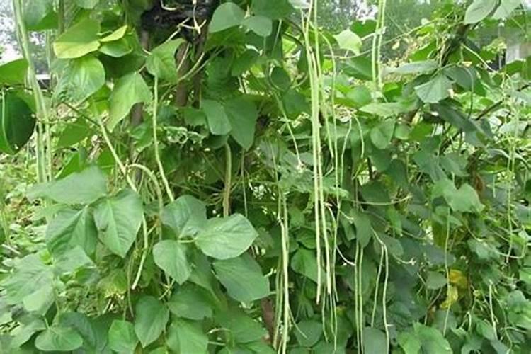 水溶肥50克兑30斤水,那一克兑多少水？