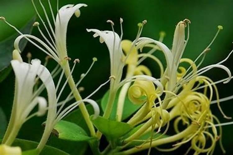 金银花水肥管理保稳产高产