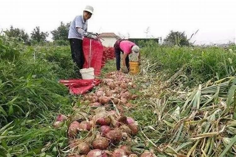 洋葱施什么肥最好