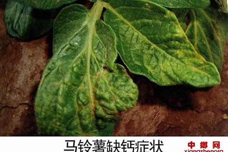 葡萄用钾肥和钙肥还是好开口,有什么办法可以补救？