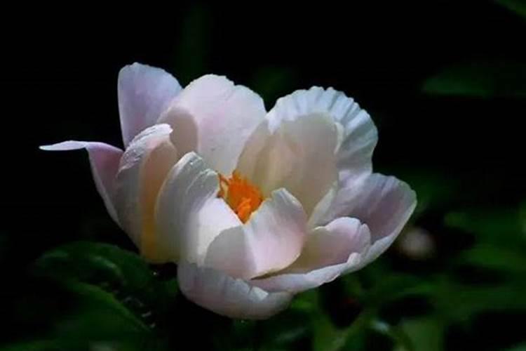 关于各种花语