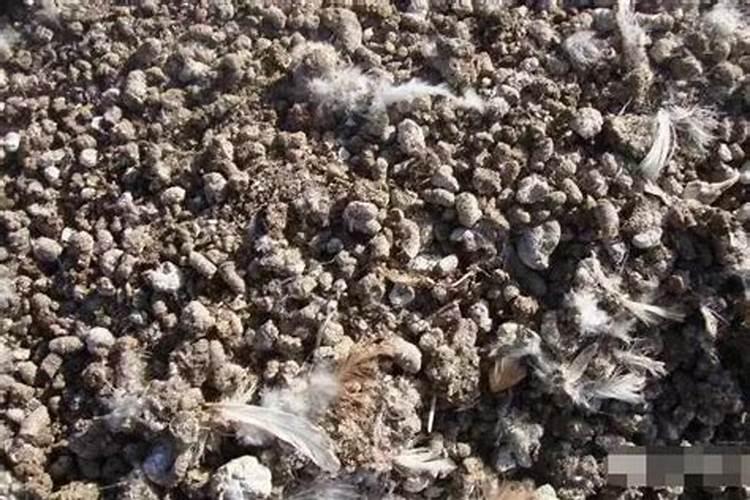 橡皮树剪下来怎么生根 5个步骤即可生根发芽