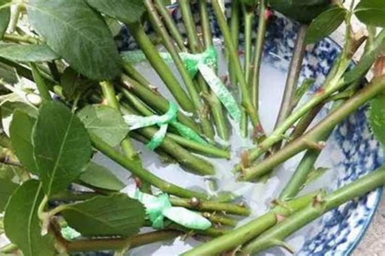 葡萄枝要泡多久才生根