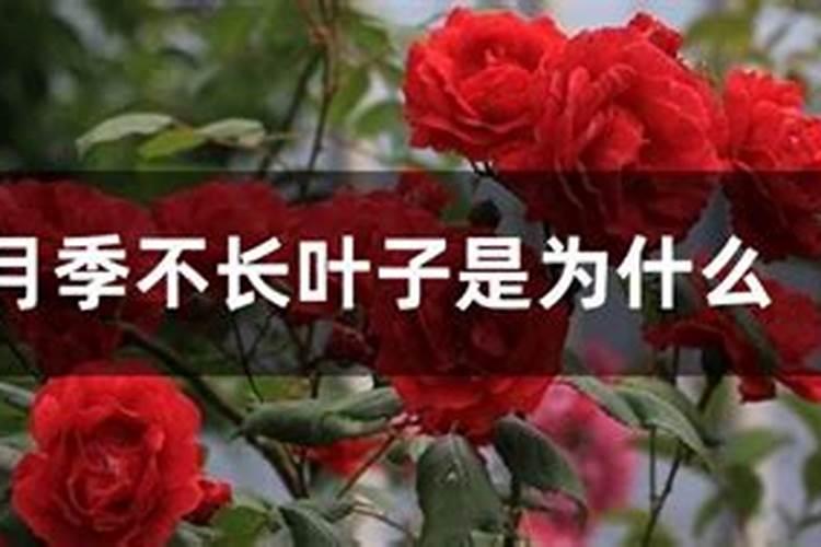 月季夏季生长还是休眠(月季生长缓慢是什么原因)