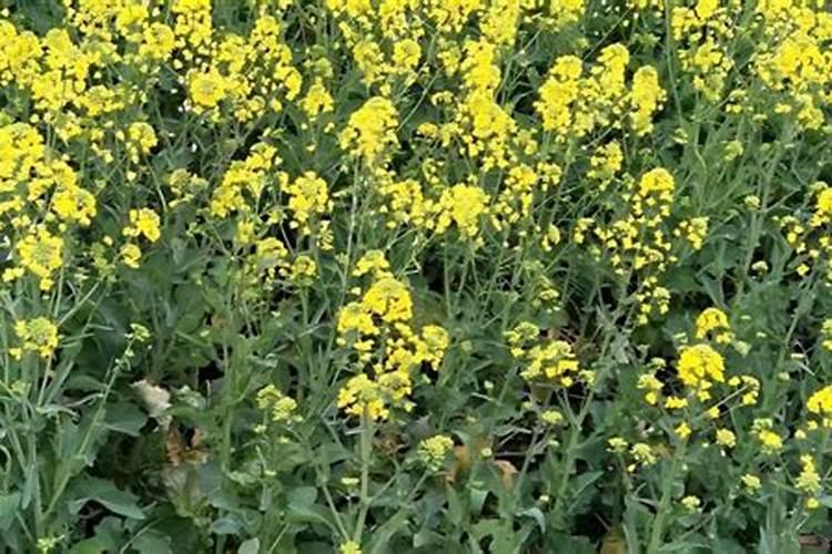 油菜有什么样的需肥规律？油菜平衡施肥需注意事项？