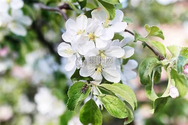 苹果苗怎么栽培？