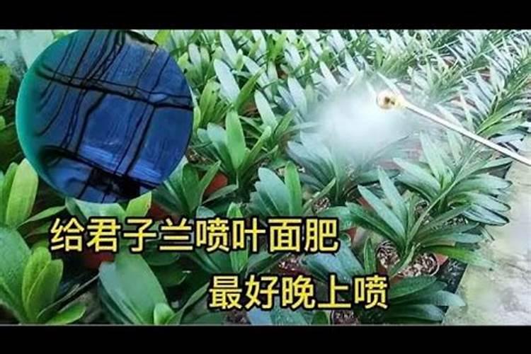 君子兰用什么叶面肥 君子兰的叶面肥介绍