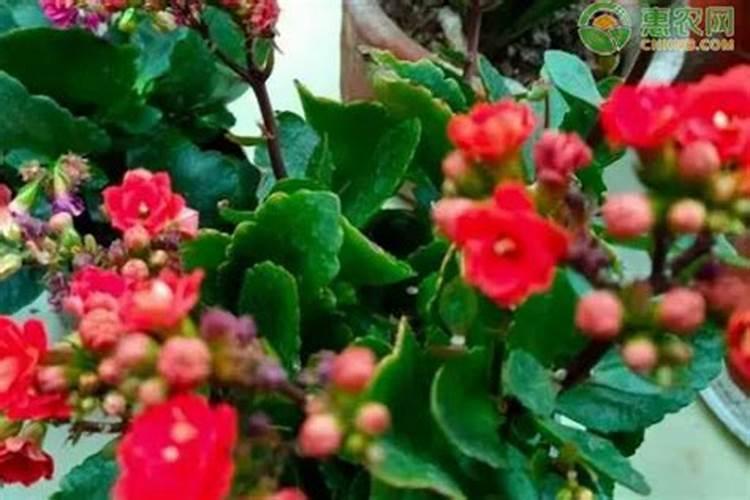 长寿花多久施肥一次