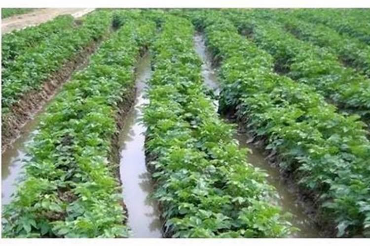 土豆刚结薯时冲40个钾的水溶肥可以吗？