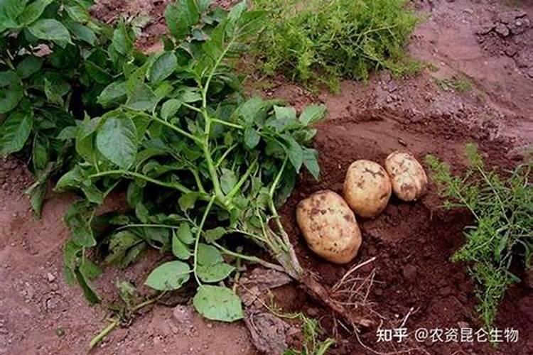 土豆在苗期用什么追肥比较好？