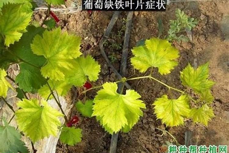硼肥加磷酸二氢钾效果