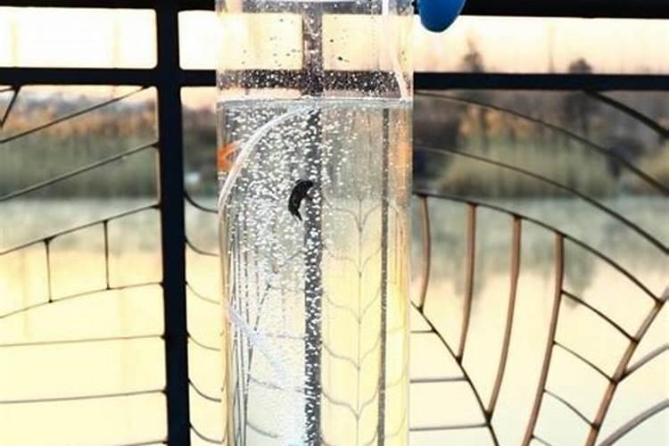 水培植物如何施肥？