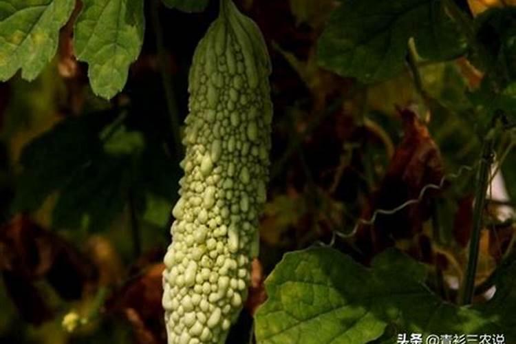鱼蛋白液体肥使用方法