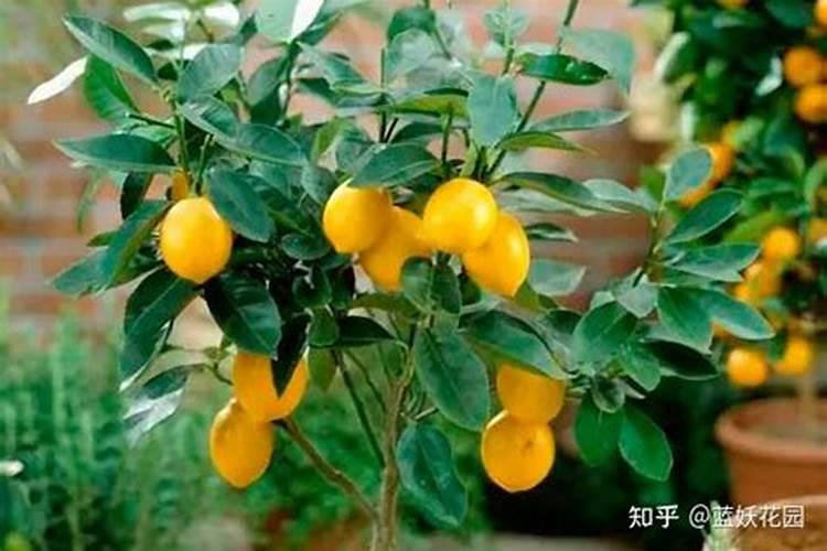 蓝藻可以做什么